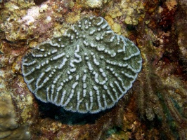 IMG 4152 Knobby Cactus Coral